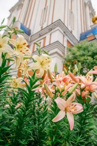 Весенние труды прихожан принесли плоды: лилии, выращенные к празднику Благовещения, зацвели у стен Успенского собора